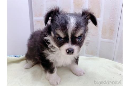 成約済の東京都のチワワ(ロングコート)-159349の5枚目