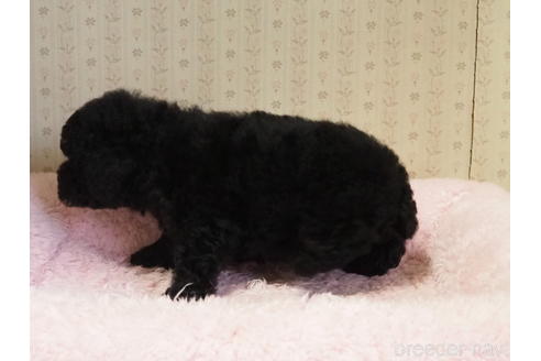 成約済の岡山県のトイプードル-158660の5枚目