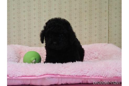 成約済の岡山県のトイプードル-158661の2枚目