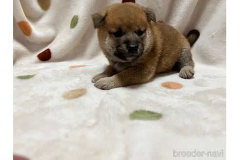 成約済の岐阜県の柴犬-159382の4枚目