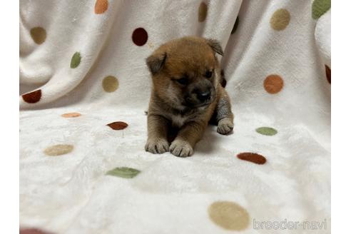 成約済の岐阜県の柴犬-159382の3枚目