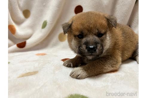 成約済の岐阜県の柴犬-159382の2枚目