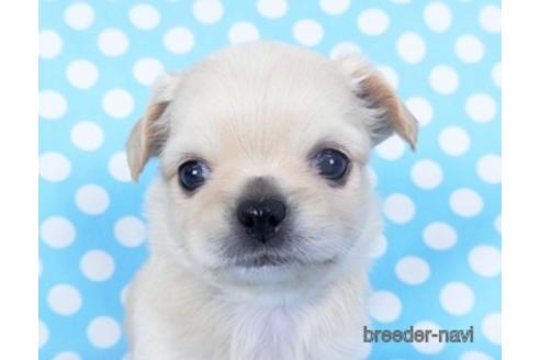 成約済の千葉県のチワワ(ロングコート)-159384の8枚目