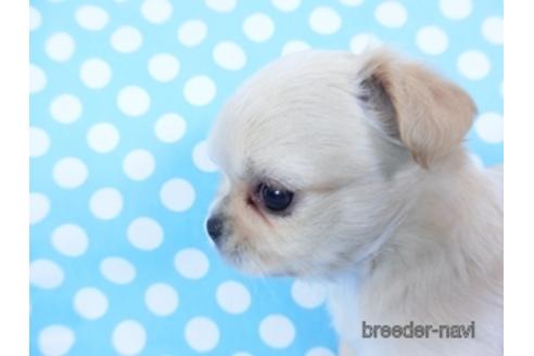 成約済の千葉県のチワワ(ロングコート)-159384の7枚目