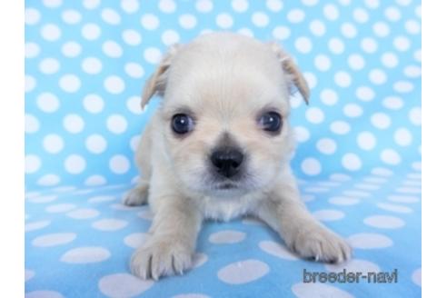 成約済の千葉県のチワワ(ロングコート)-159384の6枚目