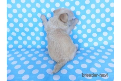 成約済の千葉県のチワワ(ロングコート)-159384の5枚目