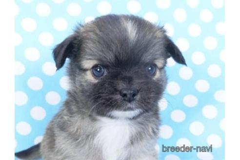 成約済の千葉県のチワワ(ロングコート)-159385の8枚目