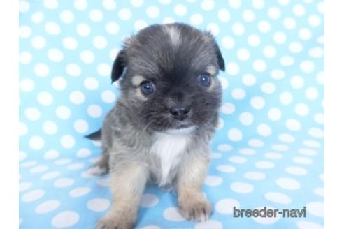 成約済の千葉県のチワワ(ロングコート)-159385の7枚目