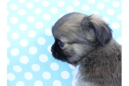 成約済の千葉県のチワワ(ロングコート)-159385の6枚目