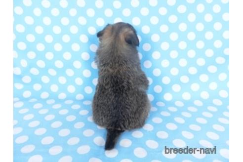 成約済の千葉県のチワワ(ロングコート)-159385の5枚目