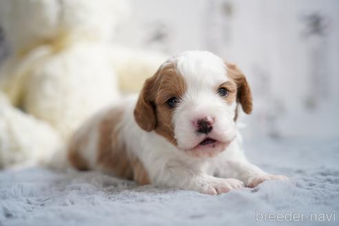 成約済の福岡県のミックス犬-157076の13枚目