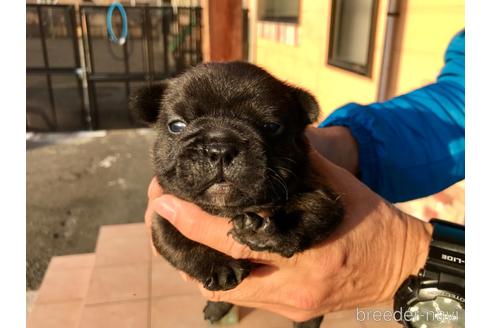 成約済の山口県のフレンチブルドッグ-159429の8枚目