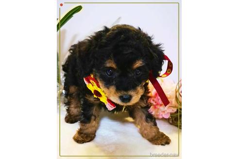 成約済の福岡県のタイニープードル-158633の5枚目