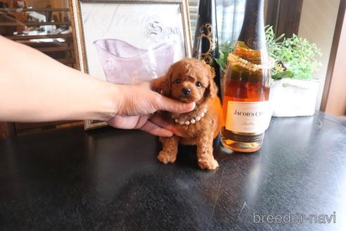 成約済の埼玉県のタイニープードル-159335の1枚目