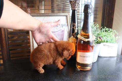 成約済の埼玉県のタイニープードル-159335の5枚目