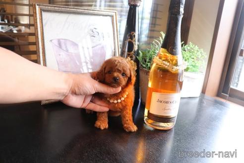 成約済の埼玉県のタイニープードル-159335の4枚目