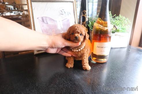 成約済の埼玉県のタイニープードル-159335の2枚目