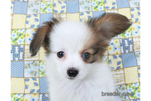 成約済の千葉県のパピヨン-155405の12枚目