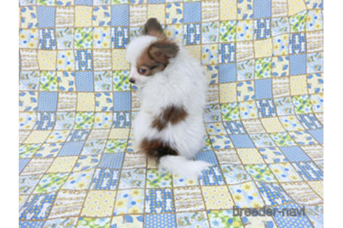 成約済の千葉県のパピヨン-155405の11枚目