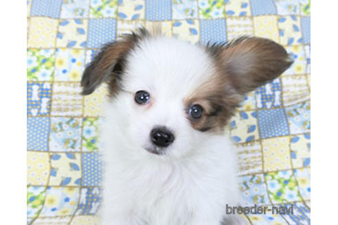 成約済の千葉県のパピヨン-155405の10枚目