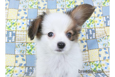 成約済の千葉県のパピヨン-155405の9枚目