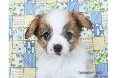 成約済の千葉県のパピヨン-155929