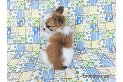 成約済の千葉県のパピヨン-155929の4枚目