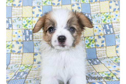 成約済の千葉県のパピヨン-155929の3枚目