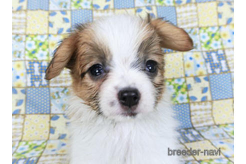 成約済の千葉県のパピヨン-155929の2枚目