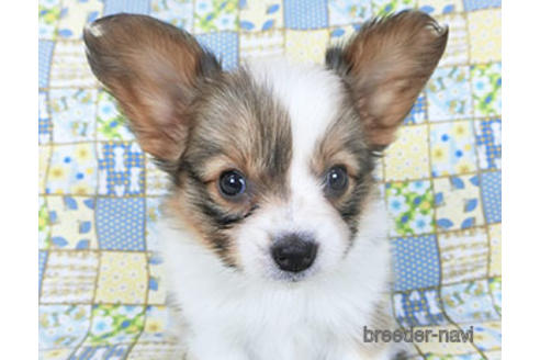 成約済の千葉県のパピヨン-156742の8枚目