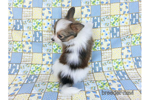 成約済の千葉県のパピヨン-156742の7枚目