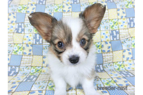 成約済の千葉県のパピヨン-156742の6枚目