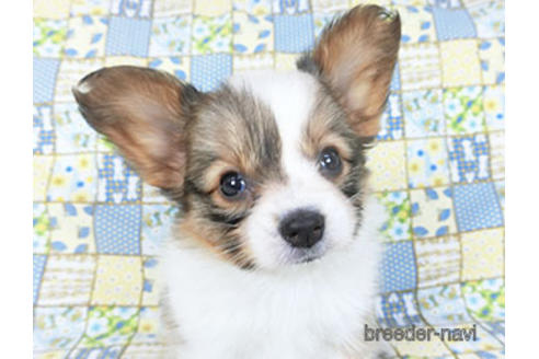 成約済の千葉県のパピヨン-156742の5枚目