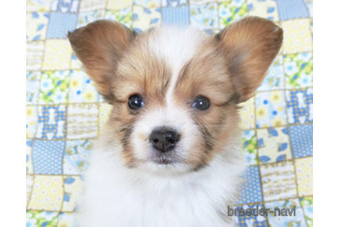 成約済の千葉県のパピヨン-156744の8枚目