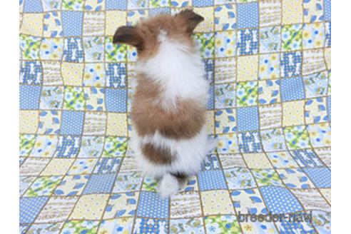 成約済の千葉県のパピヨン-156744の7枚目