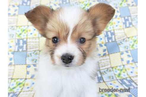 成約済の千葉県のパピヨン-156744の6枚目