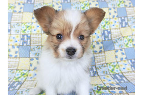 成約済の千葉県のパピヨン-156744の5枚目