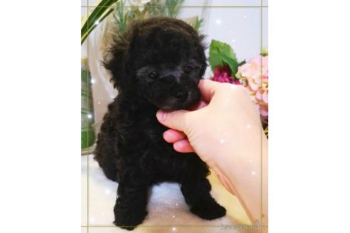 成約済の福岡県のティーカッププードル-158636の1枚目