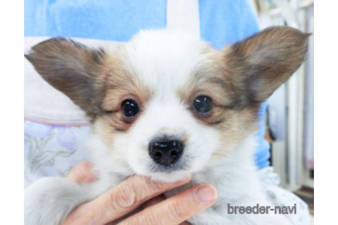 成約済の千葉県のパピヨン-157262