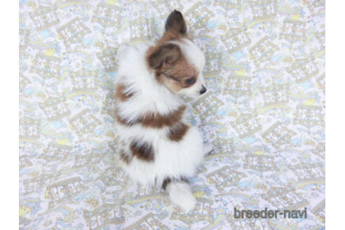 成約済の千葉県のパピヨン-157262の4枚目