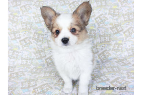 成約済の千葉県のパピヨン-157262の3枚目