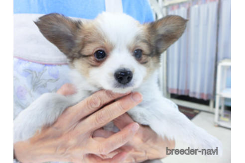 成約済の千葉県のパピヨン-157262の2枚目