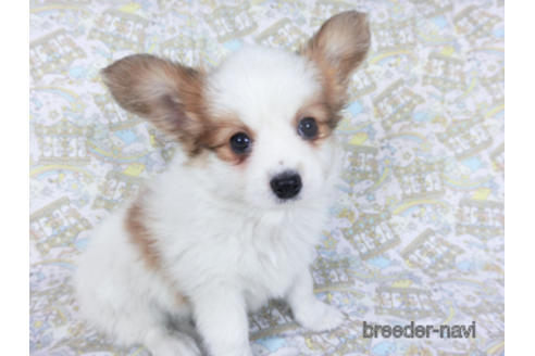 成約済の千葉県のパピヨン-157265