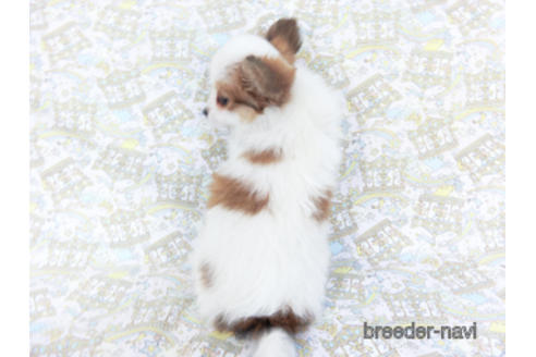 成約済の千葉県のパピヨン-157265の4枚目