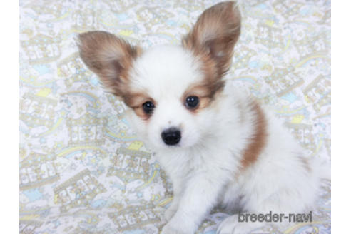 成約済の千葉県のパピヨン-157265の3枚目