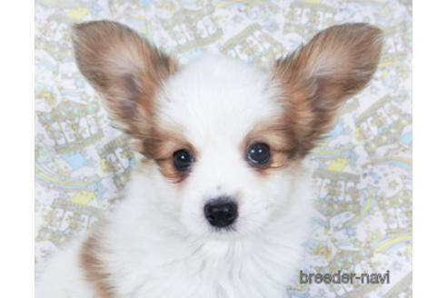 成約済の千葉県のパピヨン-157265の2枚目