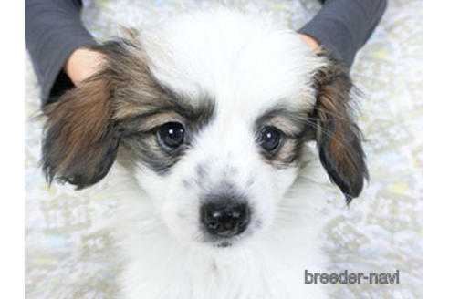 成約済の千葉県のパピヨン-157275の8枚目