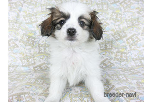 成約済の千葉県のパピヨン-157275の6枚目