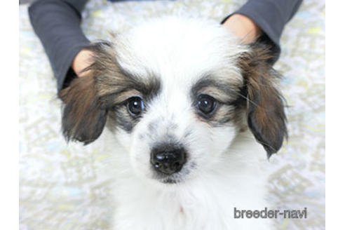 成約済の千葉県のパピヨン-157275の5枚目