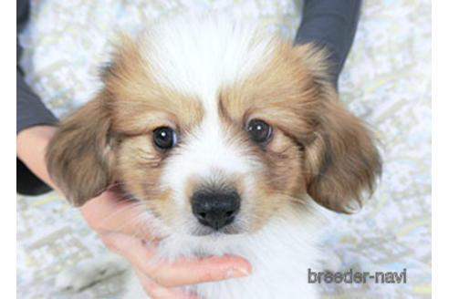 成約済の千葉県のパピヨン-157279の8枚目